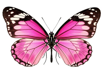 Obraz premium A pink butterfly with brown and white wings isolated on transparent background