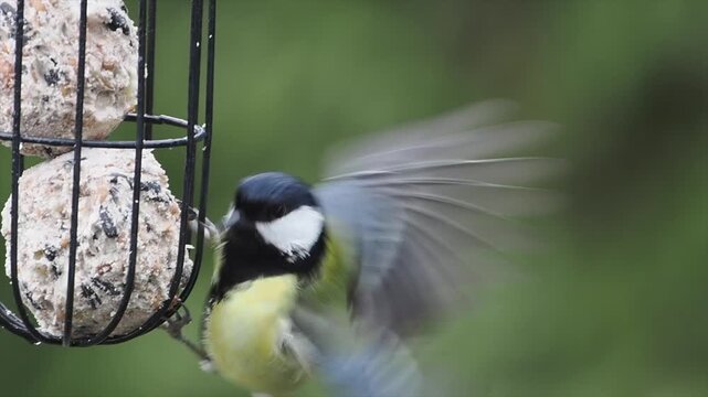 Kohlmeise, Parus major
