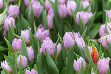 Fototapeta premium Hundreds of pink tulips bloom in a garden bed. Green leaves surround each flower stem. One bright orange tulip contrasts with the pink blooms. Close-up view captures the flowers in full bloom