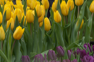 Fototapeta premium Close-up of vibrant yellow tulips with green foliage. Purple tulips are visible at the bottom. Each flower displays smooth, rounded petals. The scene is sunlit and natural. Tulips are in full bloom