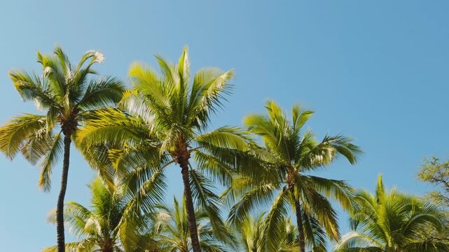 The coconut (Cocos nucifera) is a member of the palm family (Arecaceae) and the only living species of the genus Cocos. Puʻukoholā Heiau National Historic Site, The Big Island (Hawaiʻi Island). 