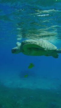 Vertical video, Green Sea Turtle resting on turquoise surface looking down, then takes breath and dives to seabed accompanied by group of Golden Trevally at daytime in bright sun rays, Slow motion