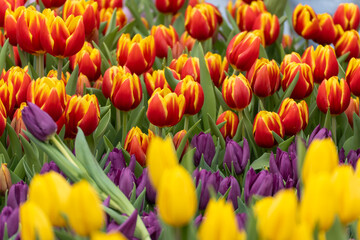 Vibrant tulip field in full bloom. Red, orange, yellow, and purple flowers dominate. Lush green stems support the blossoms. Bright blue sky forms a soft backdrop. Ideal for spring or floral imagery