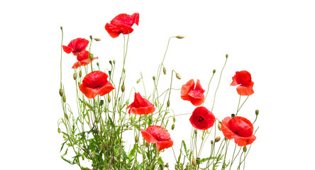 Fototapeta premium Vibrant red poppy flowers isolated on a clean background, delicate floral arrangement for spring designs and botanical themes png