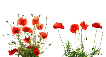 Naklejka premium Vibrant red poppy flowers isolated on a clean background, delicate floral arrangement for spring designs and botanical themes png