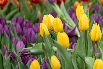 Yellow tulips bloom alongside purple tulips in a garden. Green leaves frame the flowers. Sunlight highlights their vibrant petals. Close-up view for floral stock images