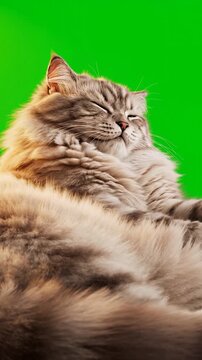 A fluffy long-haired grey cat sleeping peacefully with a satisfied expression against a bright green screen background for chroma keying.