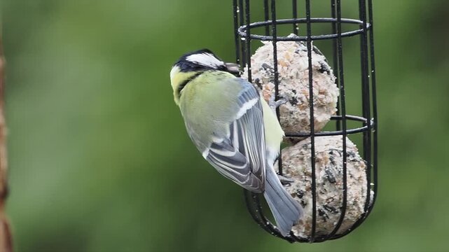 Kohlmeise, Parus major