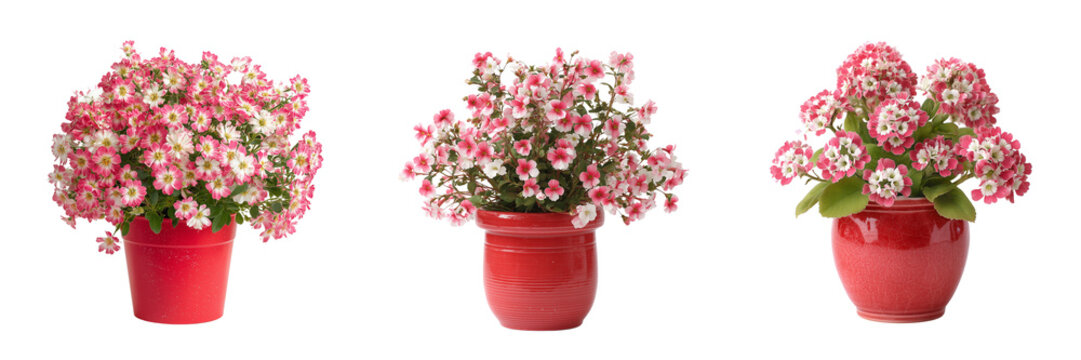 Set of Top-down view of pink cineraria flowers in a decorative pot, bright green leaves, minimalistic on transparent png background. Ai generated