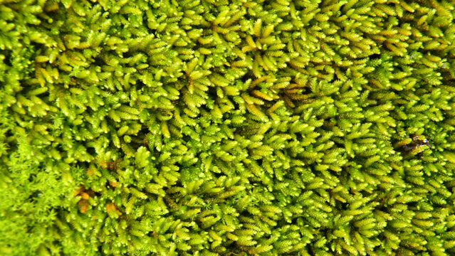 Bryology, a carpet of bryophyte moss covering a surface.