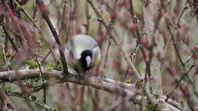 Kohlmeise, Parus major