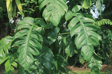 Monstera deliciosa, the Swiss cheese plant or split-leaf philodendron in the garden © Liada