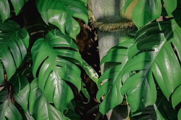 Monstera deliciosa, the Swiss cheese plant or split-leaf philodendron in the garden © Liada