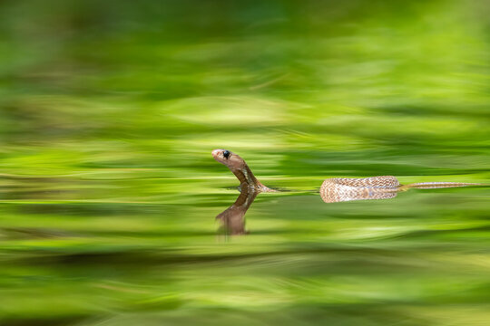 Indian cobra also known commonly as the spectacled cobra, Asian cobra, or binocellate cobra rare scene in water, Indian cobra in water, 
