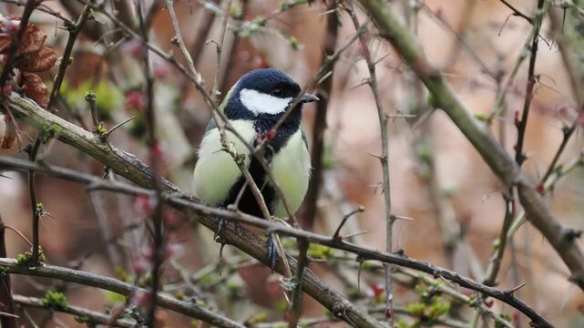 Kohlmeise, Parus major