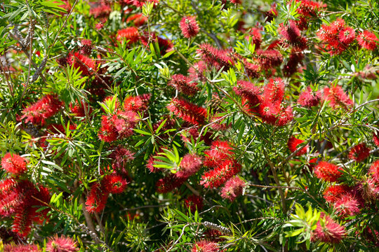 Callistemon 