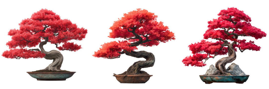 Set of Imagen de bonsai de arce rojo sin fondo, detailed red maple bonsai with curved trunk and dense red foliage on transparent png background. Ai generated