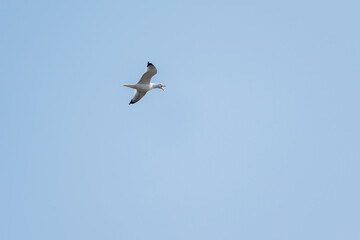 Obraz premium A common gull (Larus canus), also known as a mew gull in North America, captured mid-flight against a clear blue sky, with its beak open in a scream or call.