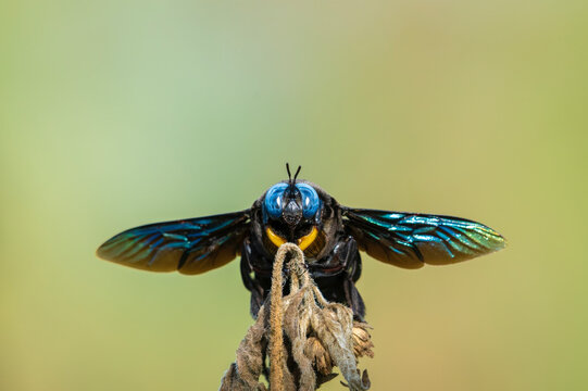 Broad-handed carpenter bee (Xylocopa latipes)
