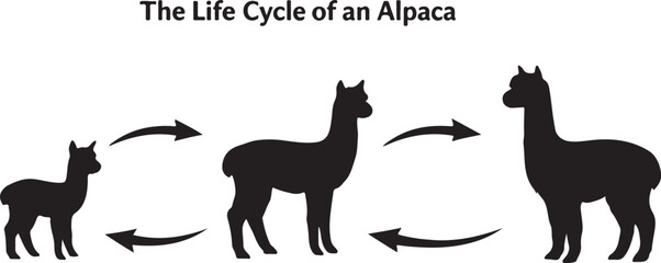 Fototapeta premium Alpaca Life Cycle Diagram Vector Silhouette Infographic