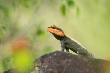 Obraz premium Peninsular rock agama or South Indian rock agama (Psammophilus dorsalis)
