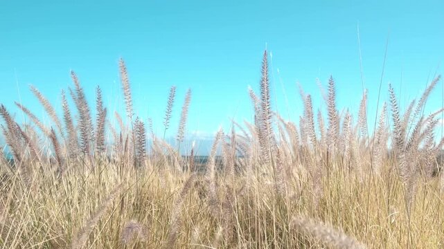 Cenchrus setaceus, crimson fountaingrass, is a C4 perennial bunch grass. near Kiholo Bay, Big Island, Hawaii. Hawaiʻi Belt Road.