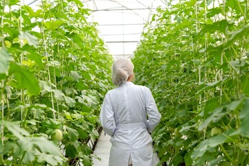 Scientist examining greenhouse plants.
