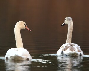 Swan Couple Looking Back Smugly  © Evan