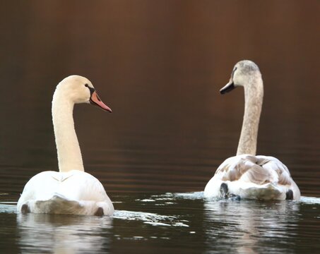 Swan Couple Looking Back Smugly 
