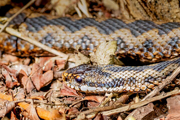 Fototapeta premium European adder (Vipera berus) basking among woodland leaf litter, close wildlife portrait
