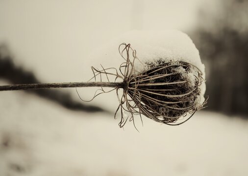 Queen Anne's Lace Covered In Snow