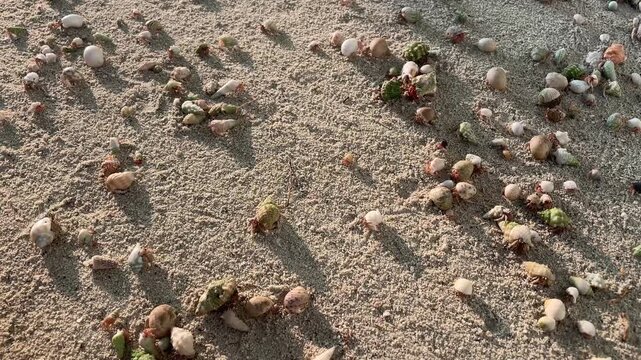 Hermit crabs swap shells on the beach