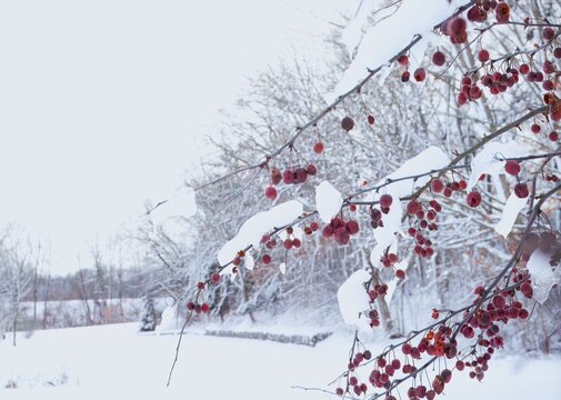 Winterberries In Snow