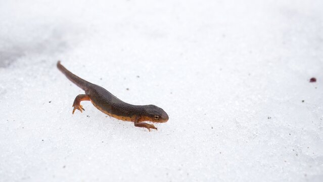 Salamander On Ice