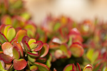 Vibrant Jade Succulent Plant with Red Edges (Crassula ovata 'Sunset') © anettastar