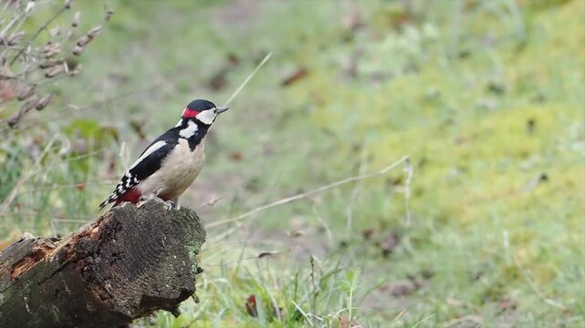 Buntspecht, Great Spotted Woodpecker, Dendrocopos major