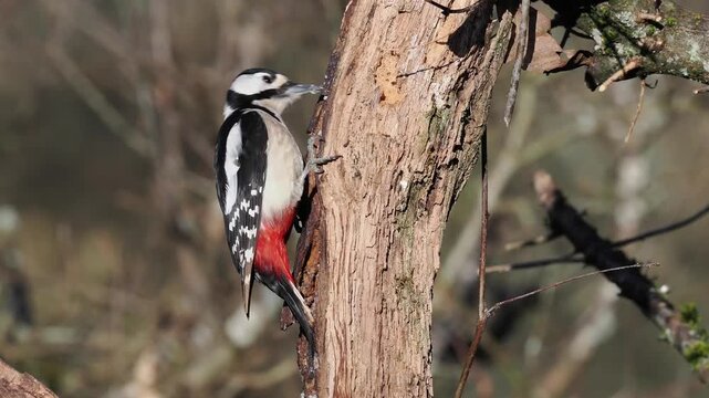 Buntspecht, Great Spotted Woodpecker, Dendrocopos major