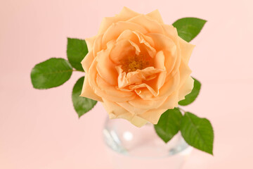 Fototapeta premium Soft peach rose with green leaves, set in glass vase on pink backdrop