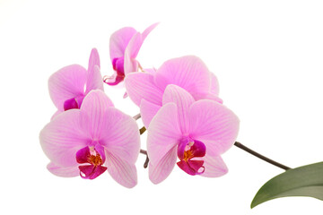 Fototapeta premium Close-up of pink orchid flowers isolated on white background