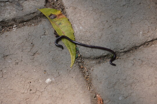 Brahminy blind snake on a leaf 