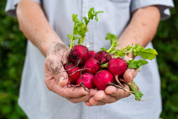 Freshly harvested radishes in hands