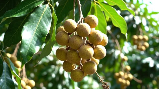 Tropical footage of longan fruit hanging on branch with leaves and green foliage, close-up view
