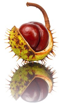 Close-up of a split conker