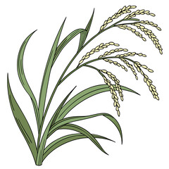Obraz premium Green rice plant with yellow grains on white background green leaves nature