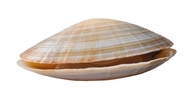 Natural open clam shell, a beautiful bivalve mollusk with textured beige and brown stripes, isolated PNG on transparent background