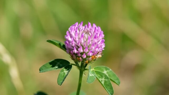 Crimson Clover Bloom - A Close-Up of Natures Beauty in the Meadow.