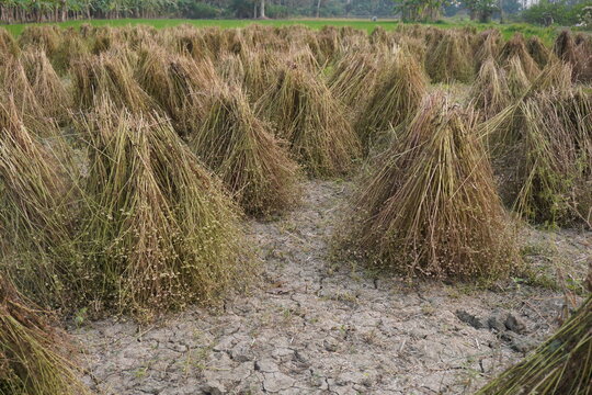Bundles of Harvested Crops Drying in Field