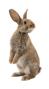 Captivating photograph of a brown and grey rabbit standing tall on hind legs, looking up on a transparent background.