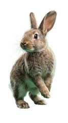 Obraz premium Charming photograph of a brown and grey rabbit standing attentively, looking left on a transparent background.