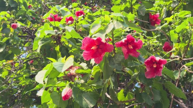 Thespesia grandiflora, Maga and Maga Colorada ("Red-Colored Maga"), and also erroneously referred to as Amapola (Puerto Rican term for hibiscus). Queen Kapiʻolani Garden, Honolulu, Oahu, Hawaii.